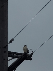 Buteo jamaicensis