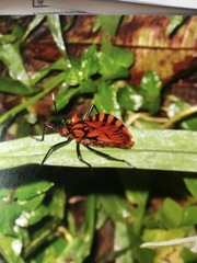 Spartocera pantomima