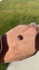 Phidippus audax