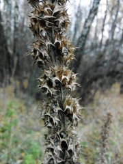 Leonurus quinquelobatus