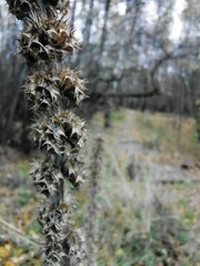 Leonurus quinquelobatus