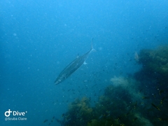 Scomberomorus commerson