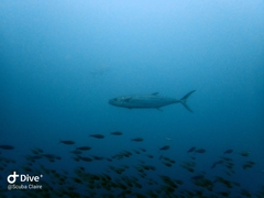 Scomberomorus commerson