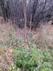 Leonurus quinquelobatus