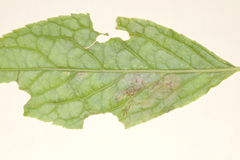 Phytomyza nemopanthi