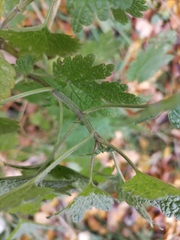 Leonurus quinquelobatus