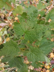 Leonurus quinquelobatus