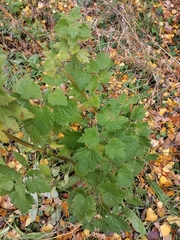 Leonurus quinquelobatus