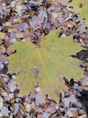Acer platanoides
