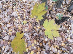Acer platanoides
