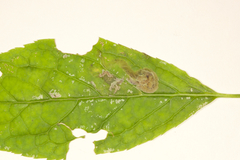 Phytomyza nemopanthi