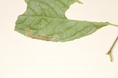 Phytomyza nemopanthi