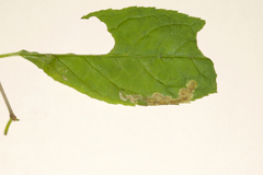 Phytomyza nemopanthi