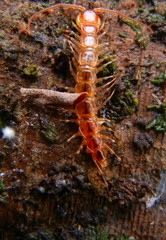 Lithobius variegatus