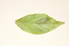 Phytomyza nemopanthi