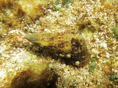 Cerithium coralium