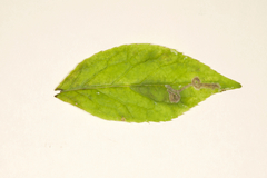 Phytomyza nemopanthi