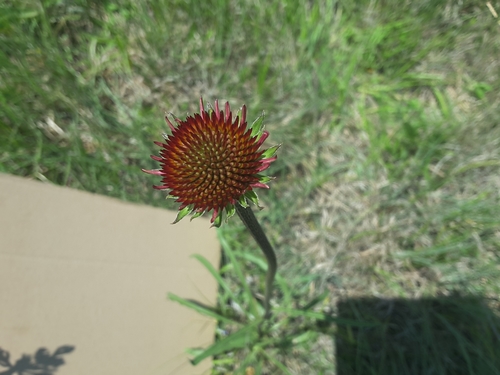 Image of Topeka Purple Coneflower (Echinacea atrorubens) by no rights reserved
