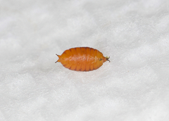 Phytomyza nemopanthi