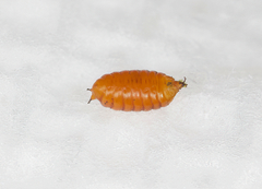 Phytomyza nemopanthi