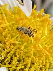 Dioxyna picciola
