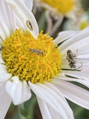 Dioxyna picciola