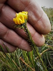 Pultenaea divaricata
