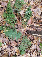Dryopteris filix-mas
