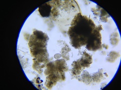 Entosiphon