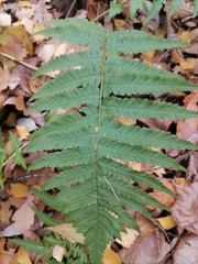 Dryopteris filix-mas
