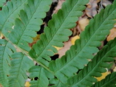 Dryopteris filix-mas