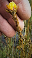 Pultenaea divaricata