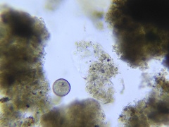 Entosiphon