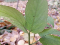 Aegopodium podagraria