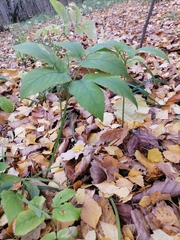 Aegopodium podagraria