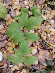 Aegopodium podagraria