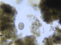 Entosiphon
