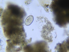 Entosiphon