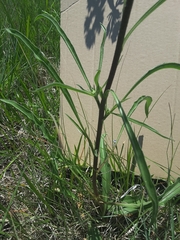 Echinacea atrorubens
