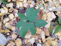 Aegopodium podagraria