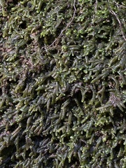 Jubula pennsylvanica