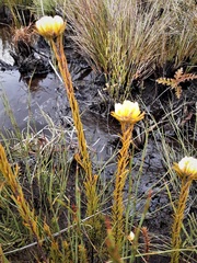 Pultenaea divaricata
