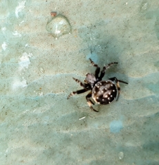 Araneus rotundulus