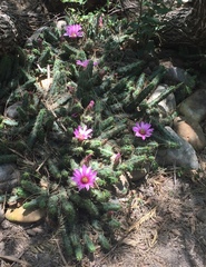 Echinocereus berlandieri