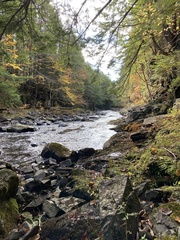 Jubula pennsylvanica