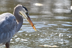 Atherinops affinis