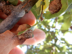 Neuroterus quercicola