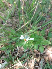 Blumenbachia insignis