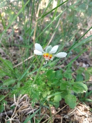 Blumenbachia insignis