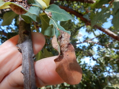 Neuroterus quercicola